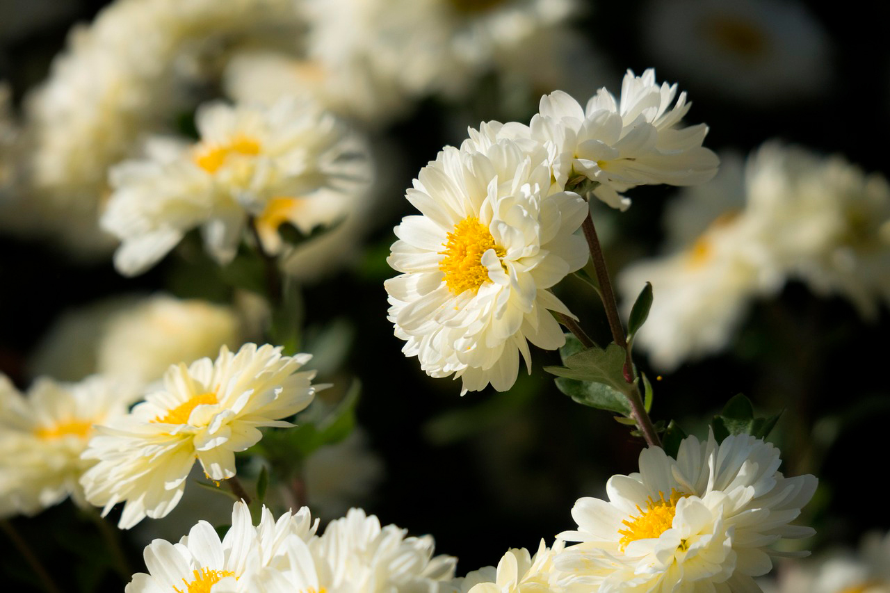 FLEURS